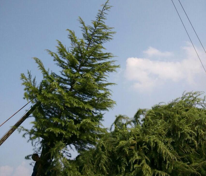 雪松