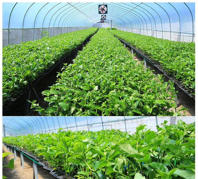 百香果苗价格 优质百香果苗批发百香果苗基地