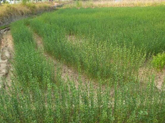 优质积壳种子培育基地  积壳种子价格