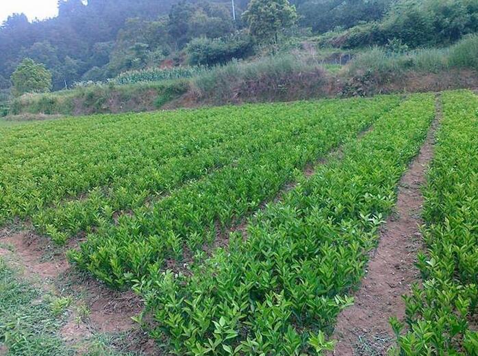 积壳苗价格 优质积壳苗基地