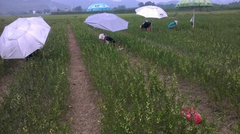 积壳苗批发 优质积壳苗培育基地
