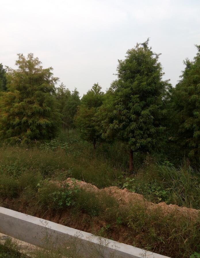 中山杉