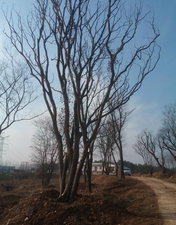 丛生朴树