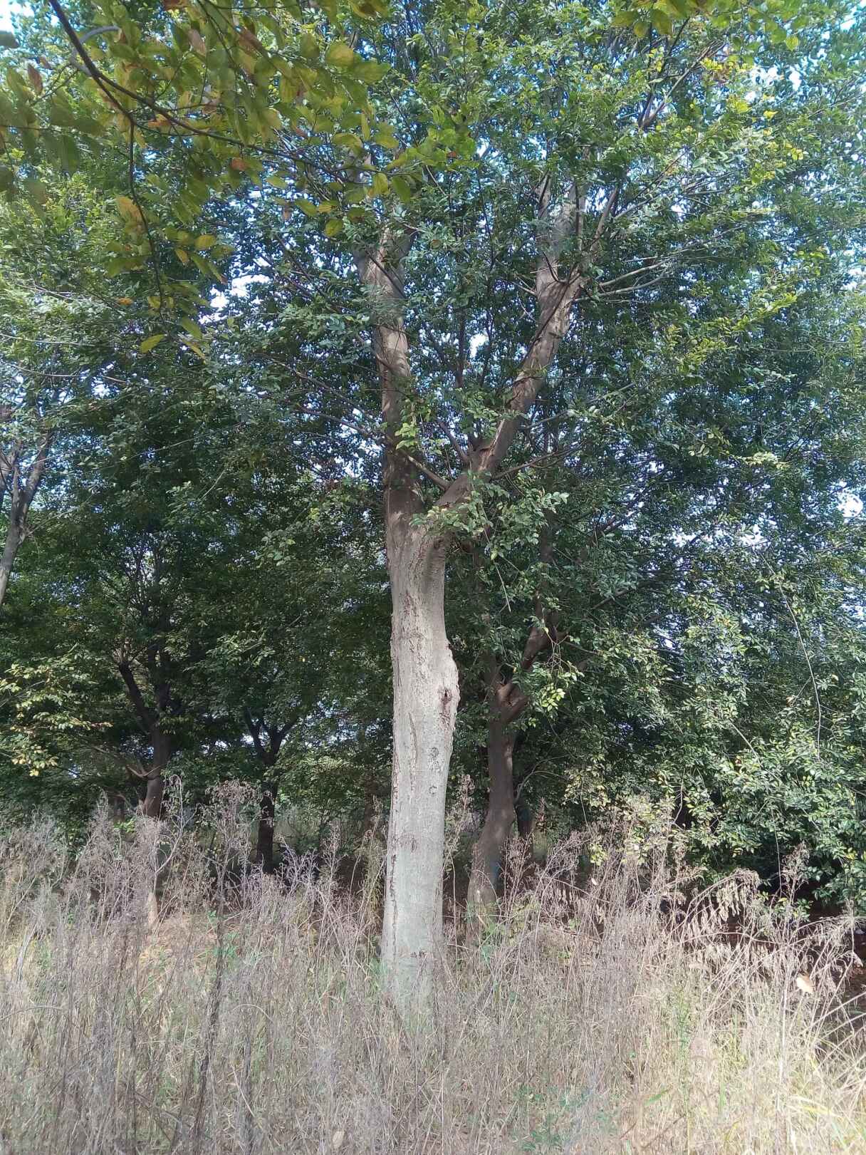 朴树