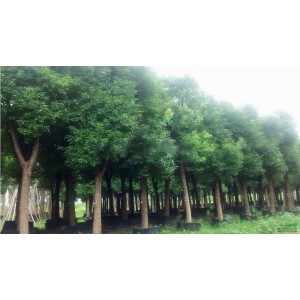 香樟