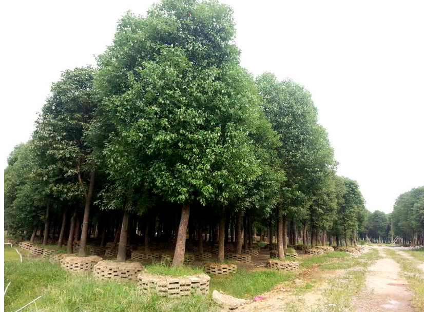 香樟