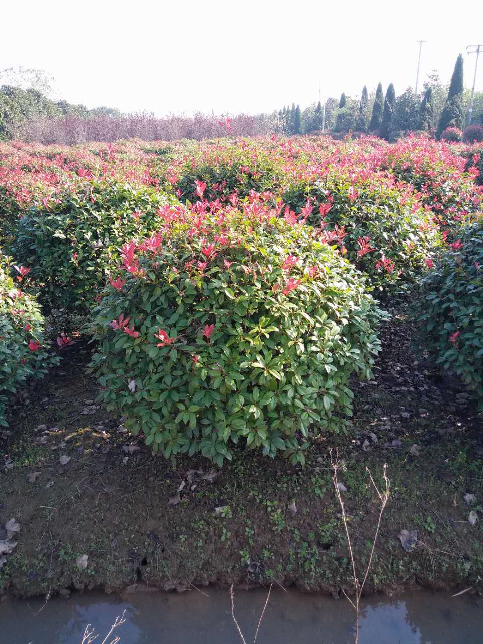 红叶石楠