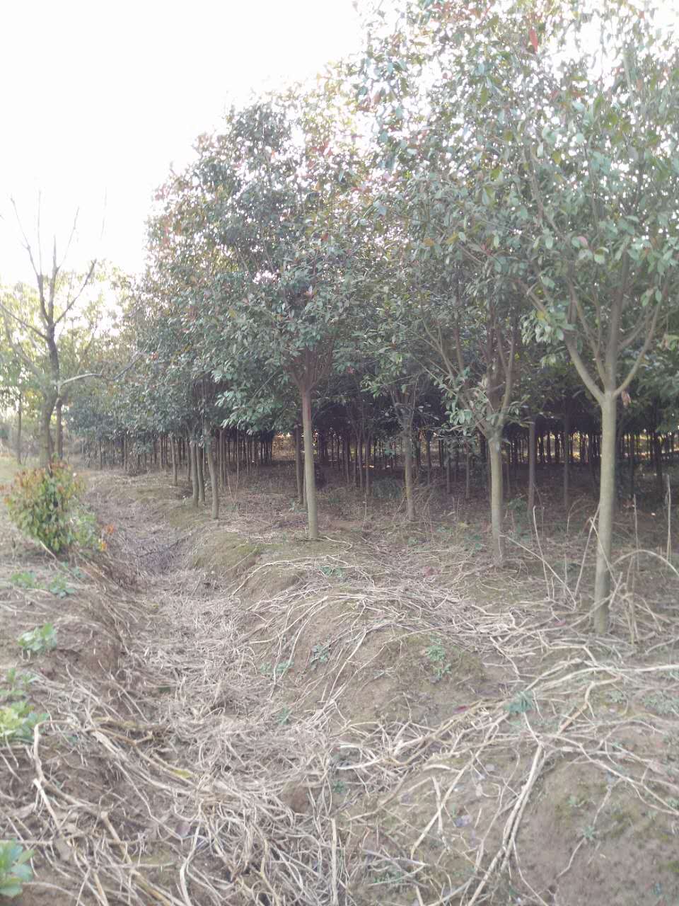 高杆红叶石楠