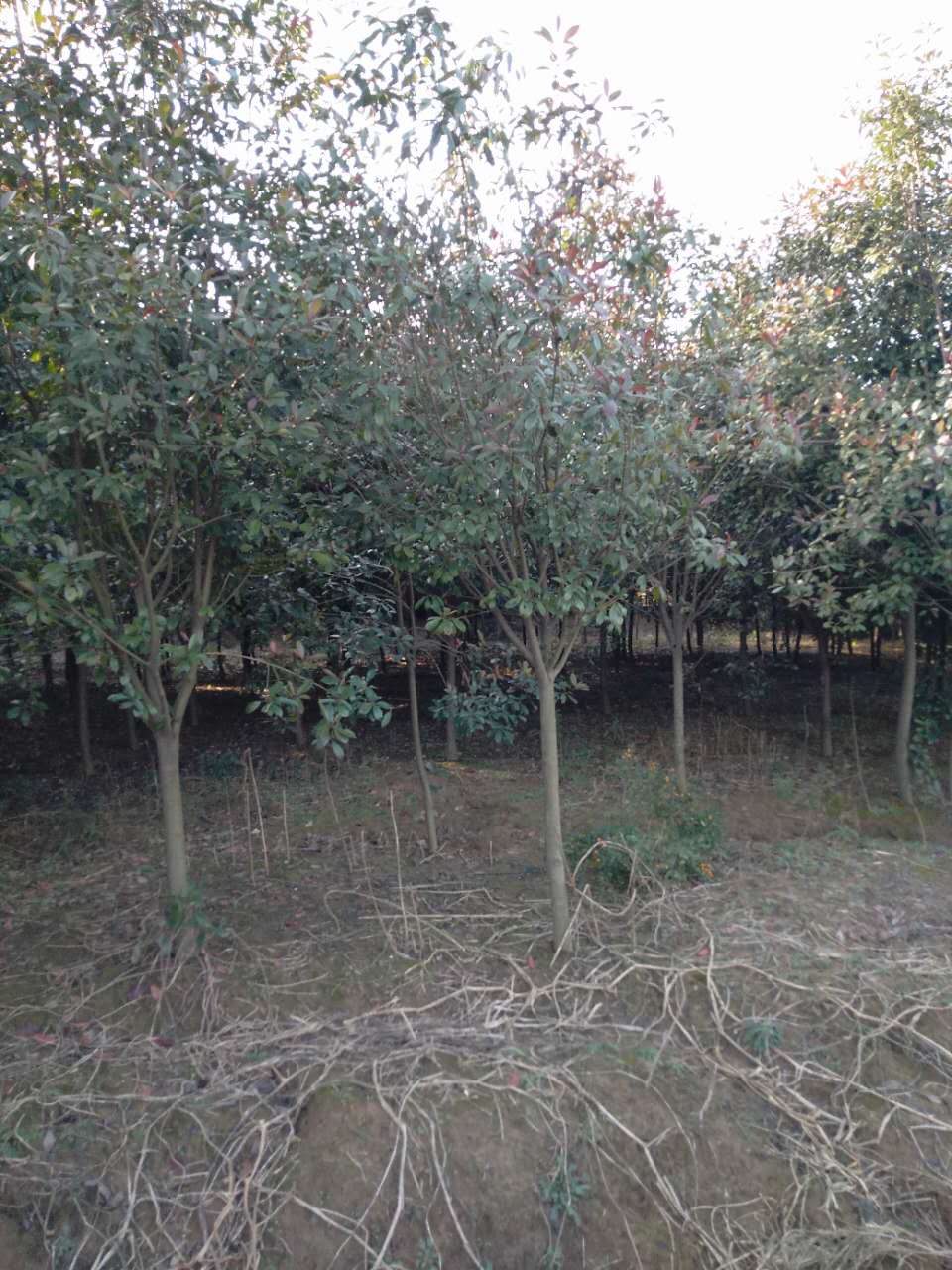 高杆红叶石楠