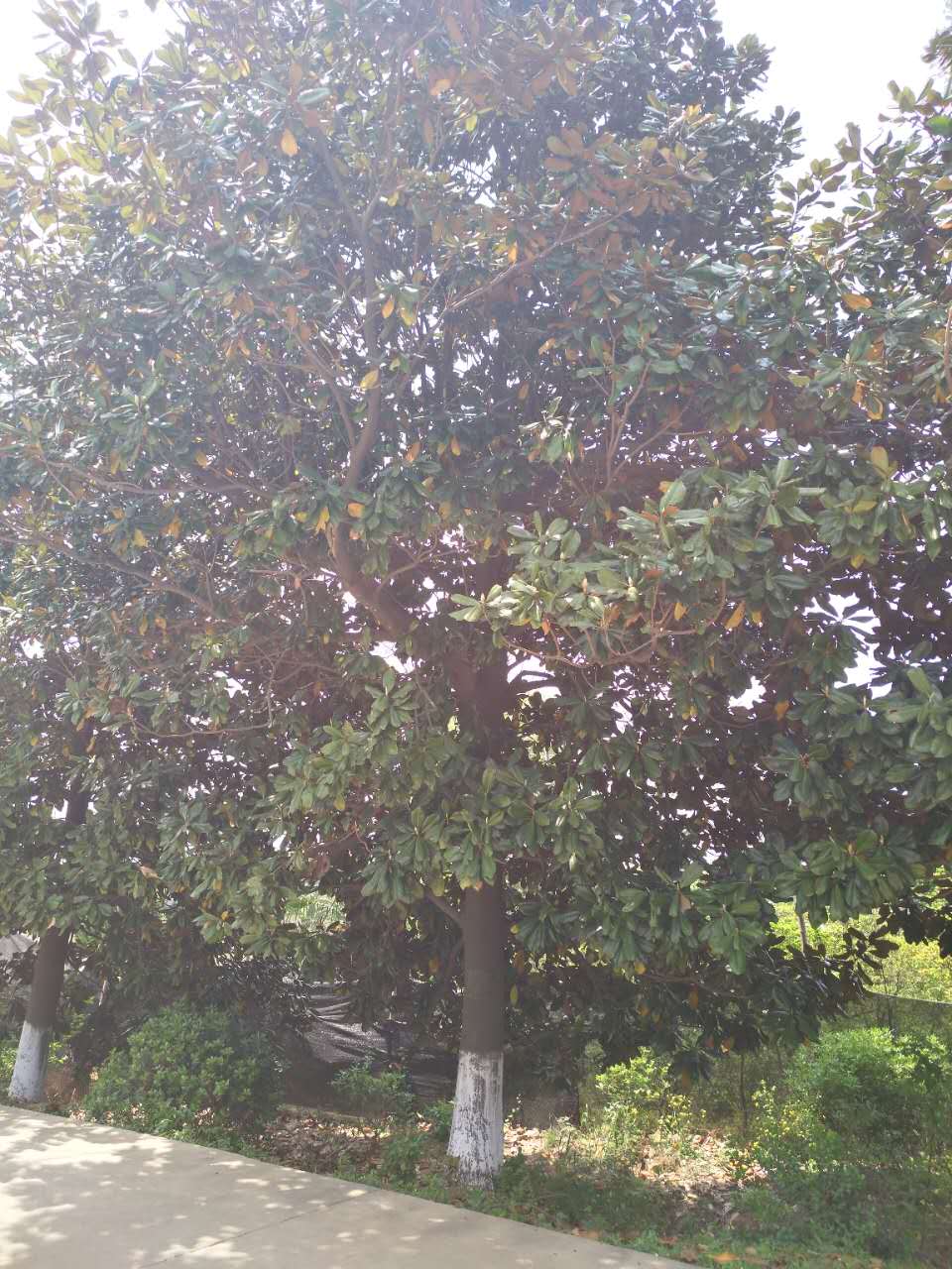 广玉兰
