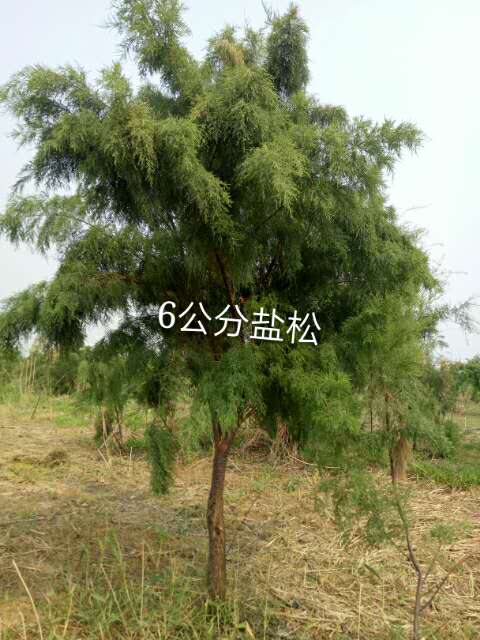 盐松