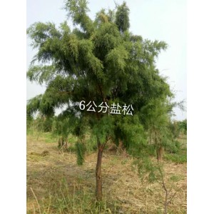 盐松