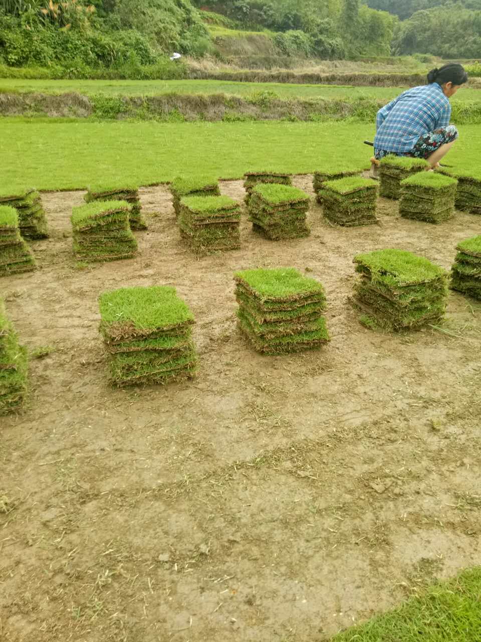 马尼拉草皮