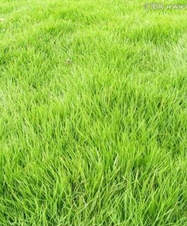 青草坪