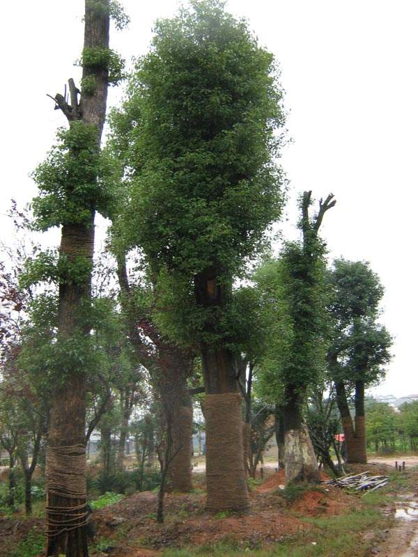香樟