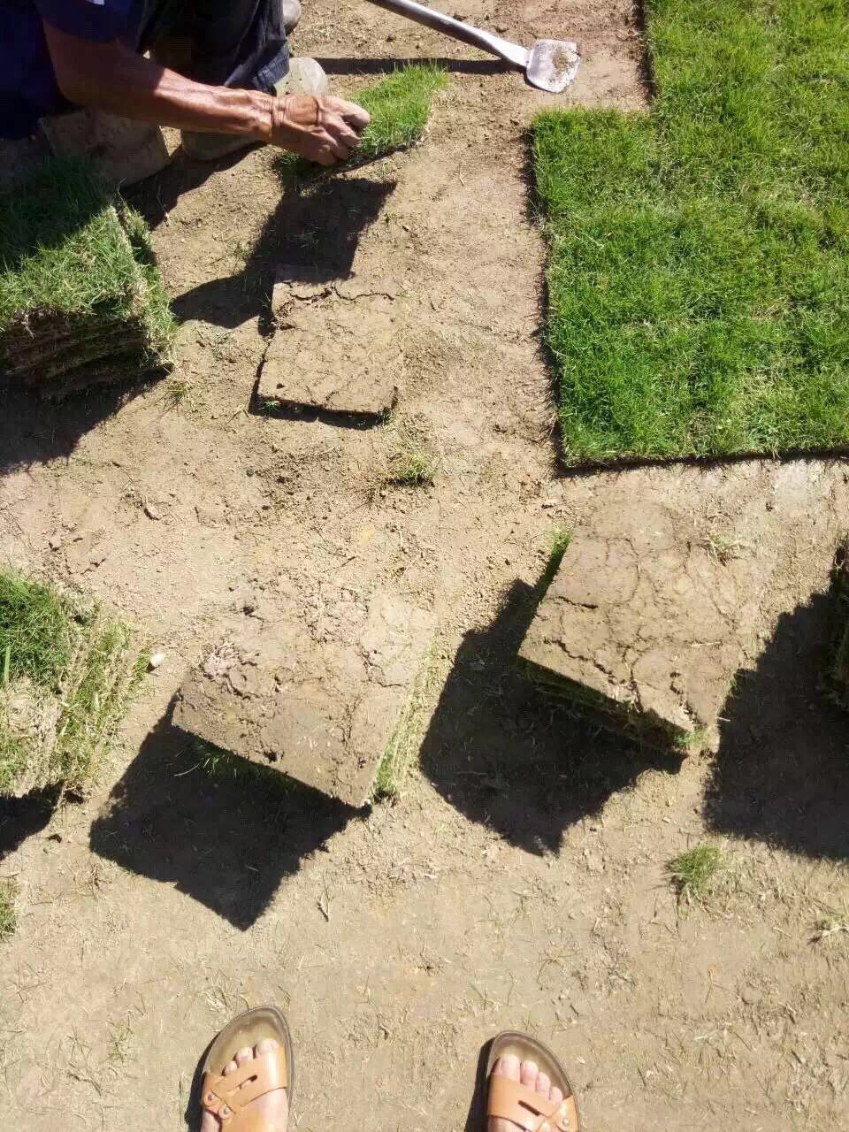 马尼拉草皮
