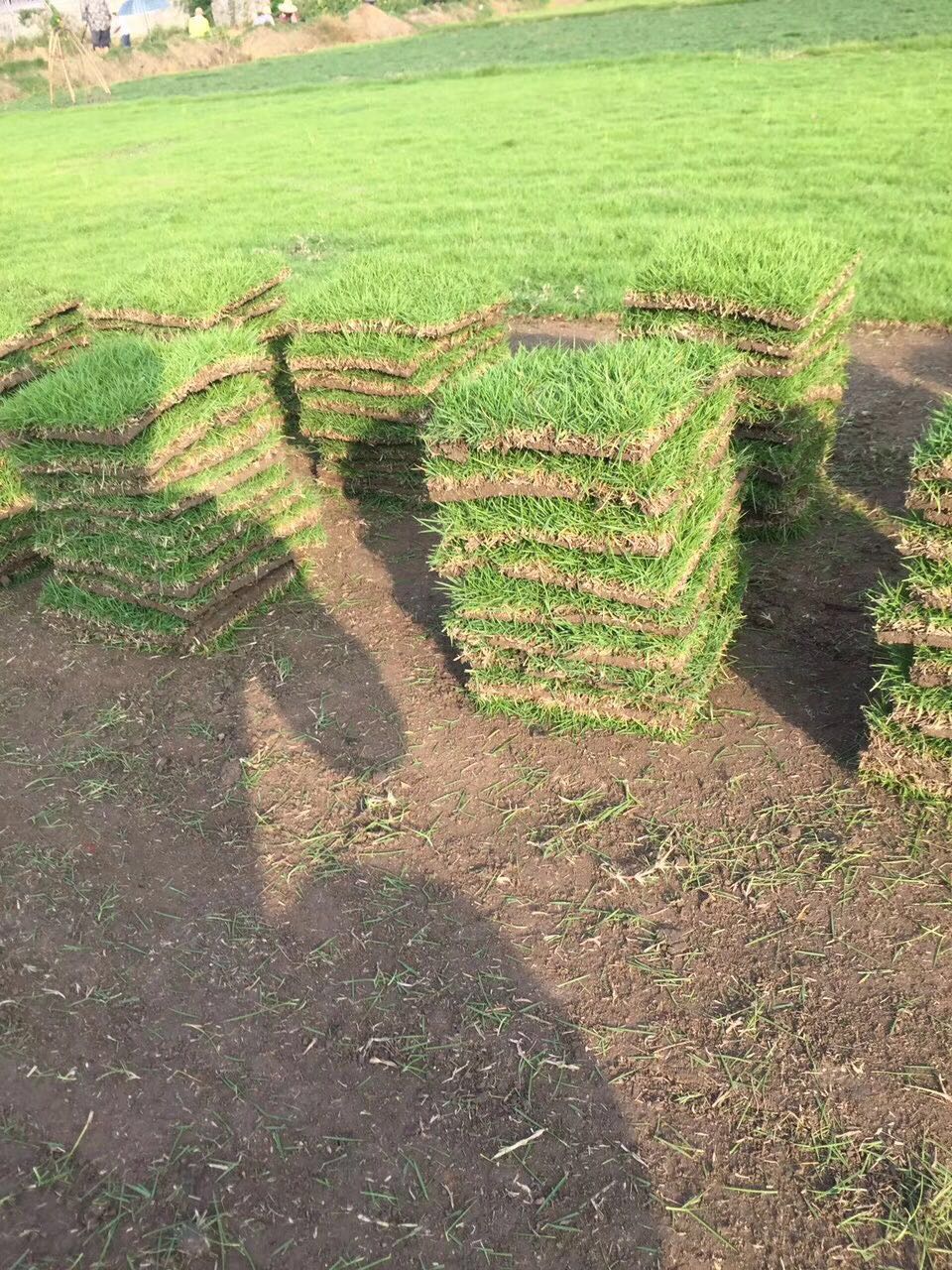 马尼拉草皮