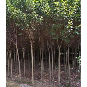 大叶女贞  1一16公分