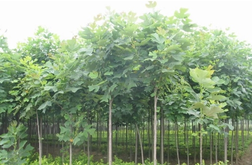 马褂木 8一30公分