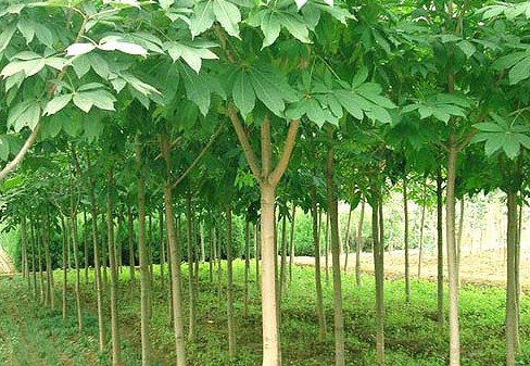 马褂木 8一30公分