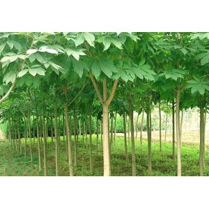 马褂木 8一30公分
