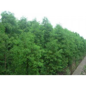 中山杉