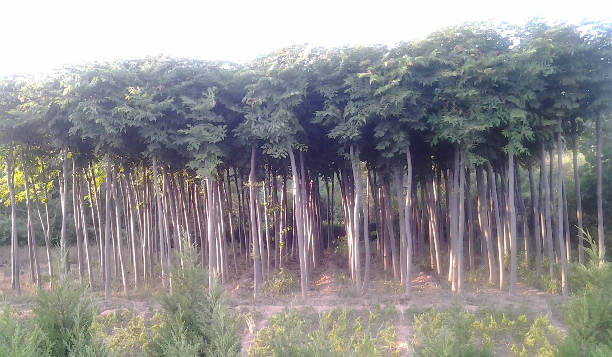 栾树