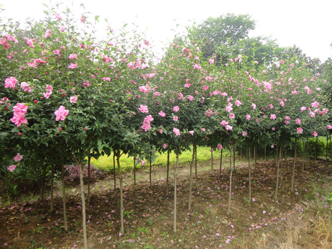 木槿