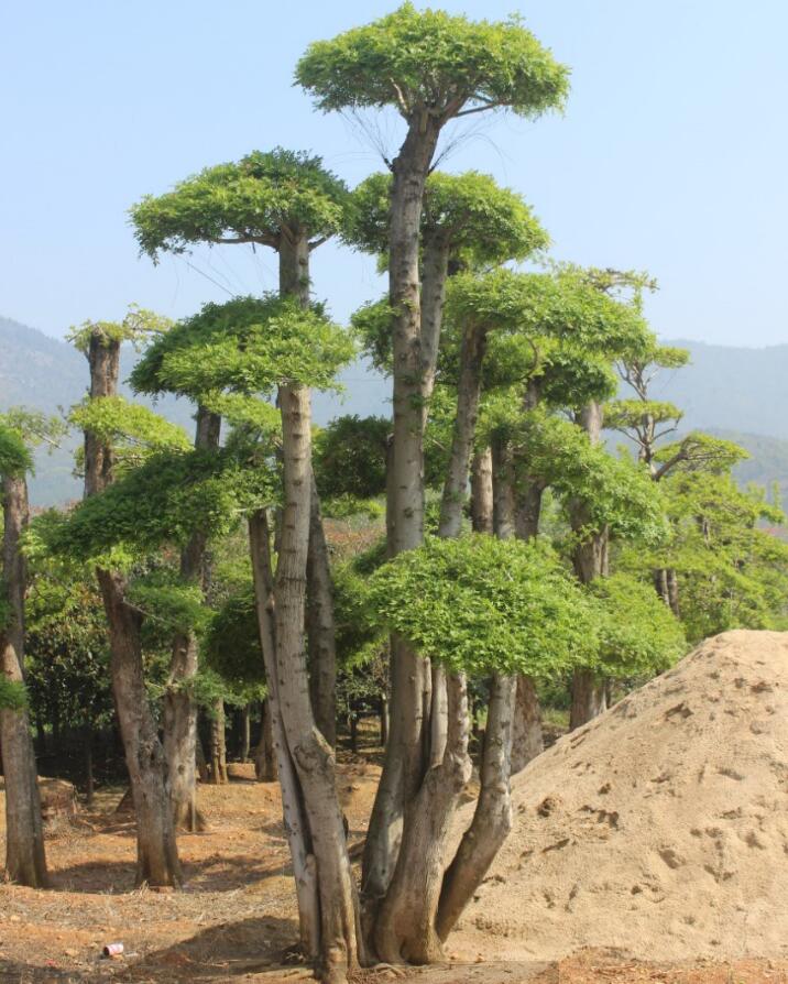 对节白蜡树