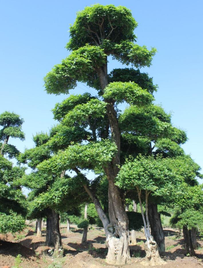 对节白蜡树