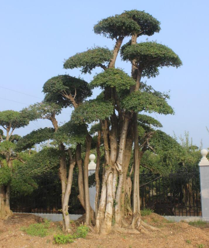 对节白蜡树