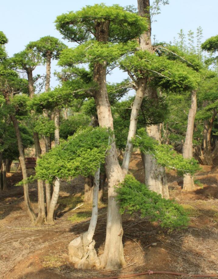对节白蜡园林景观