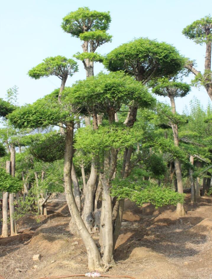 对节白蜡园林景观