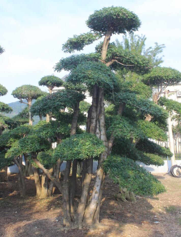 对节白蜡园林景观