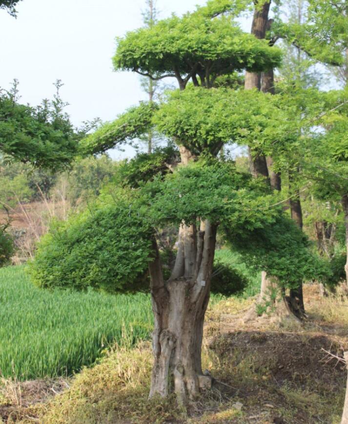 对节白蜡桩景