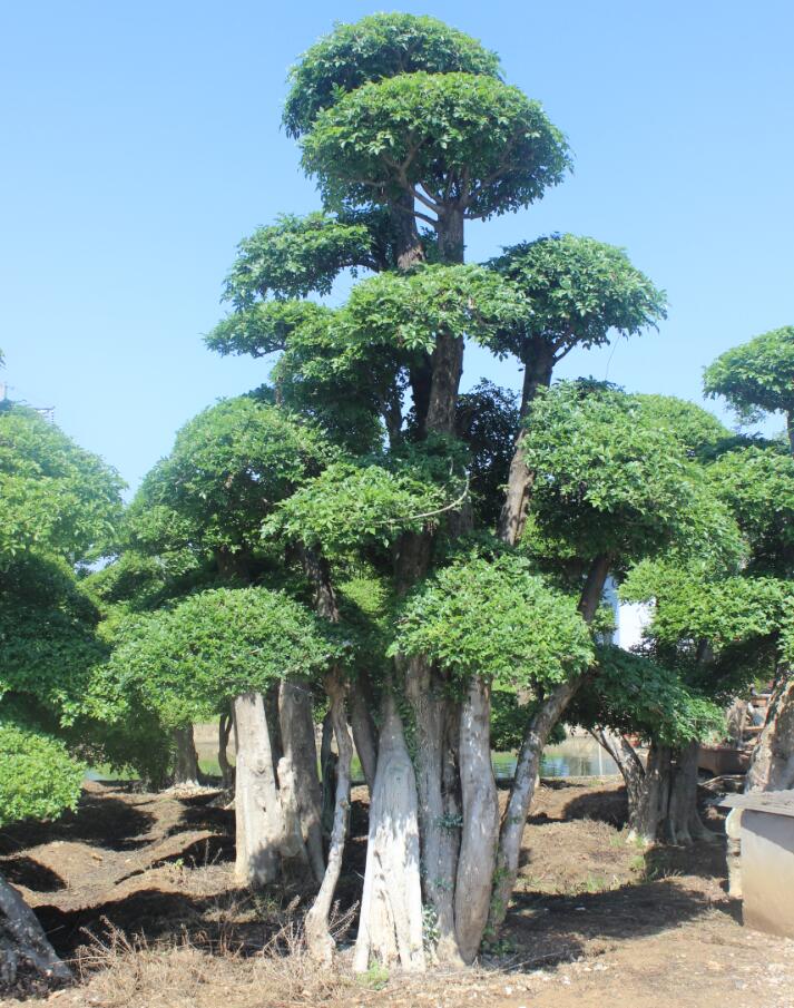 对节白蜡桩景