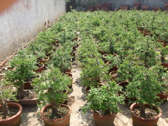 对节白蜡树基地