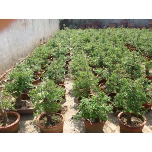 对节白蜡树基地