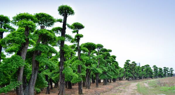 对节白蜡树基地