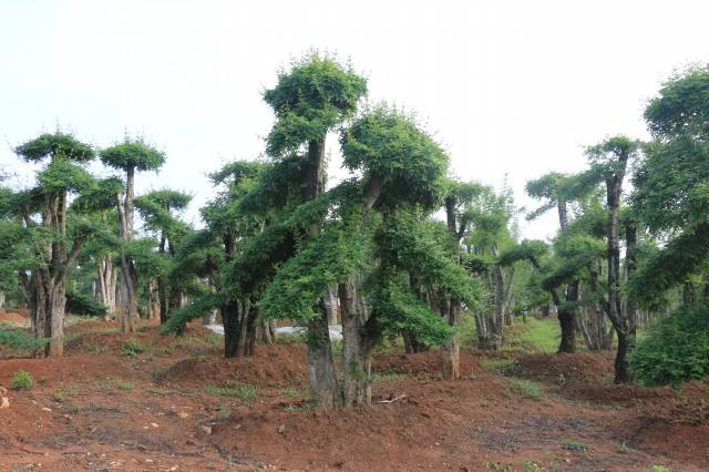 对节白蜡树基地