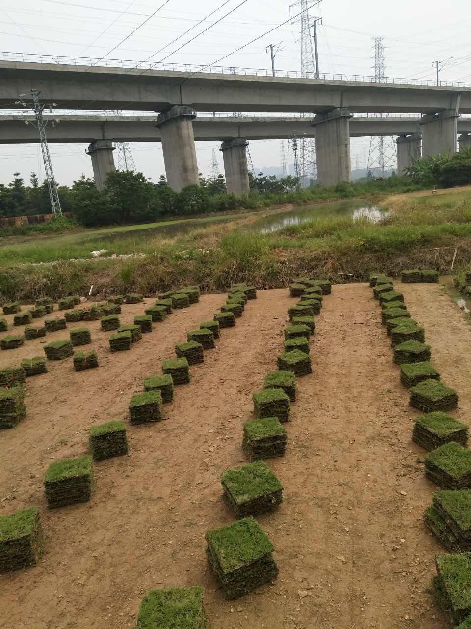 台湾草