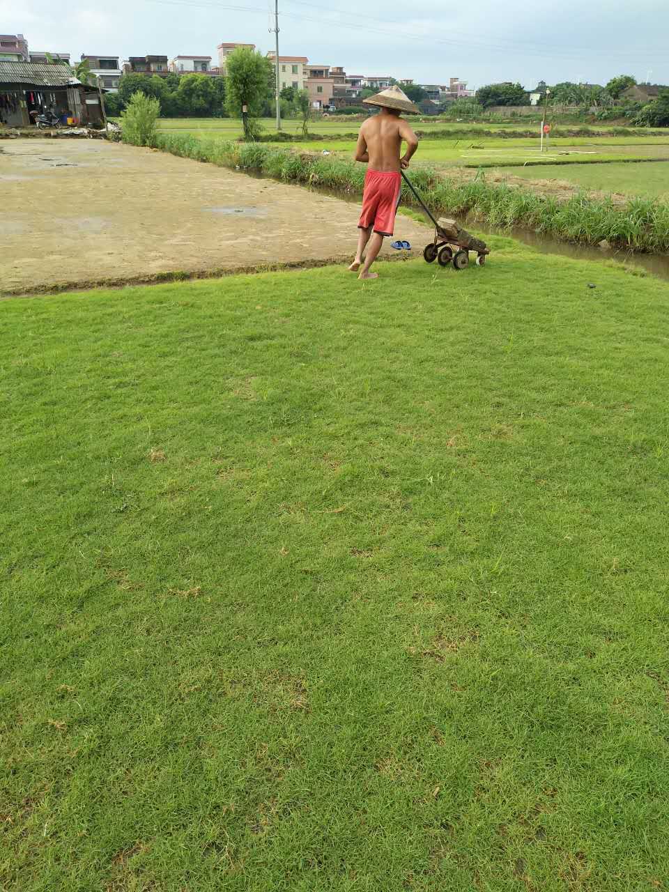 台湾草
