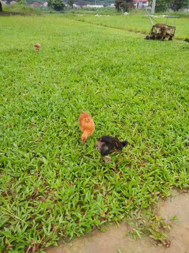 大叶油草