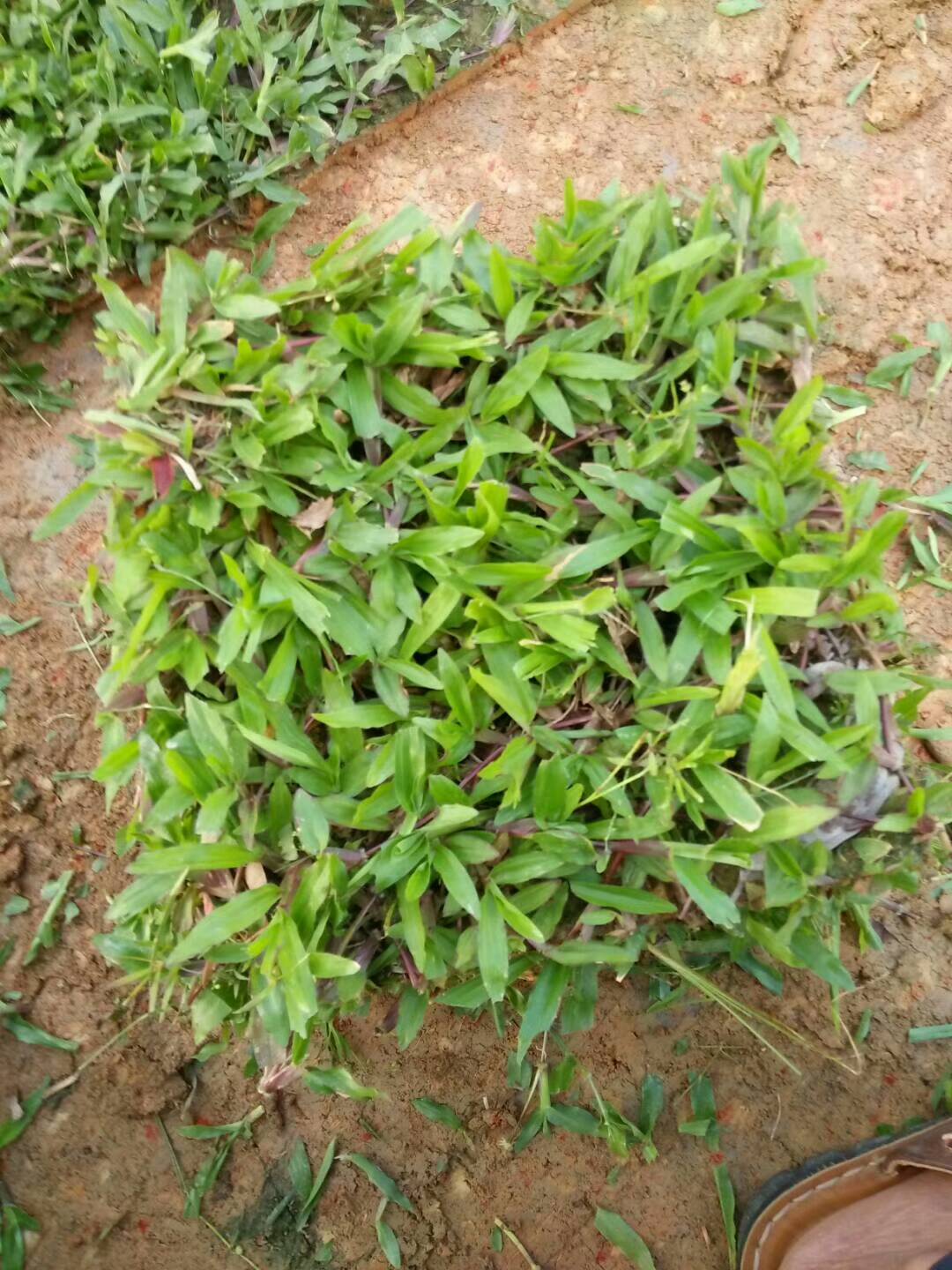 大叶油草
