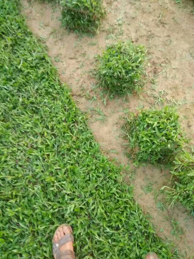 大叶油草