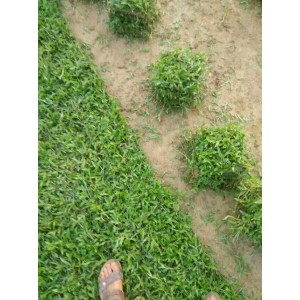 大叶油草