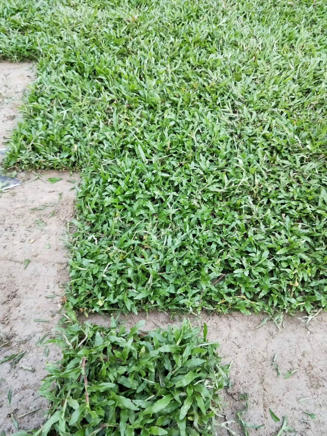 大叶油草