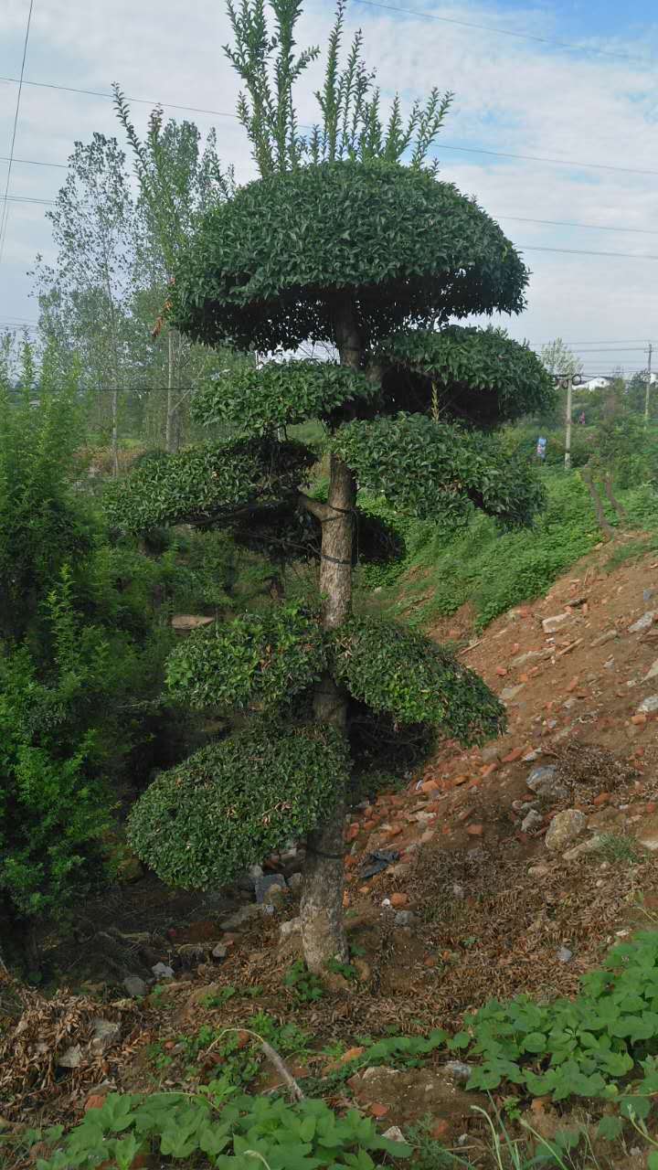 对接白蜡树