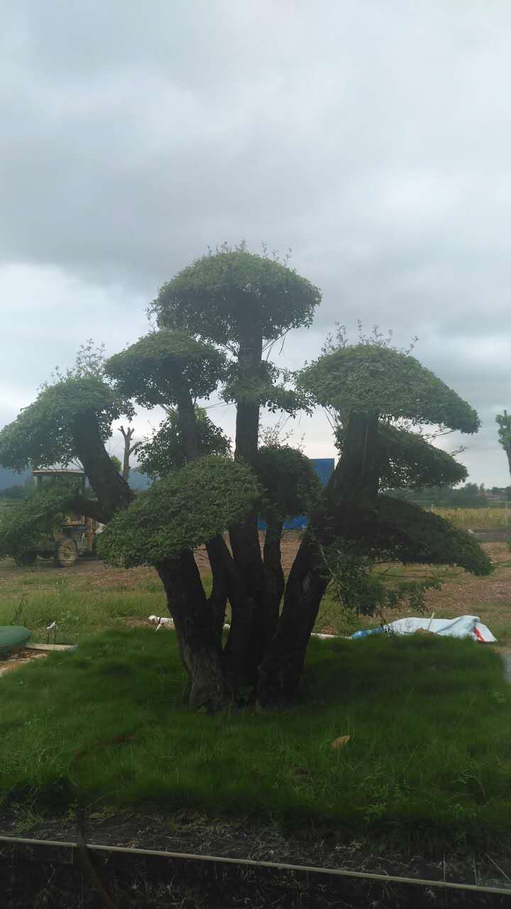 对接白蜡树