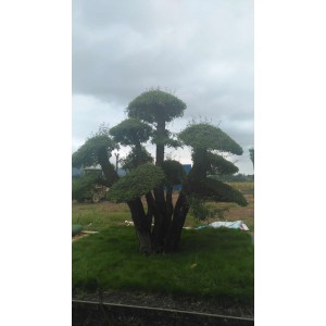 对接白蜡树